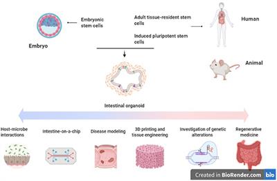 The Role of Organoids as a Novel Platform for Modeling of Inflammatory Bowel Disease